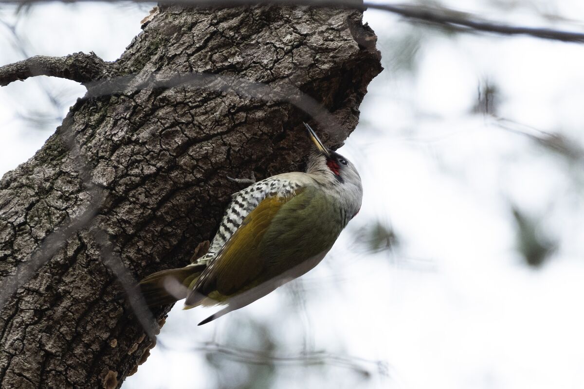 2024-01-28｜アオゲラ>の観察記録