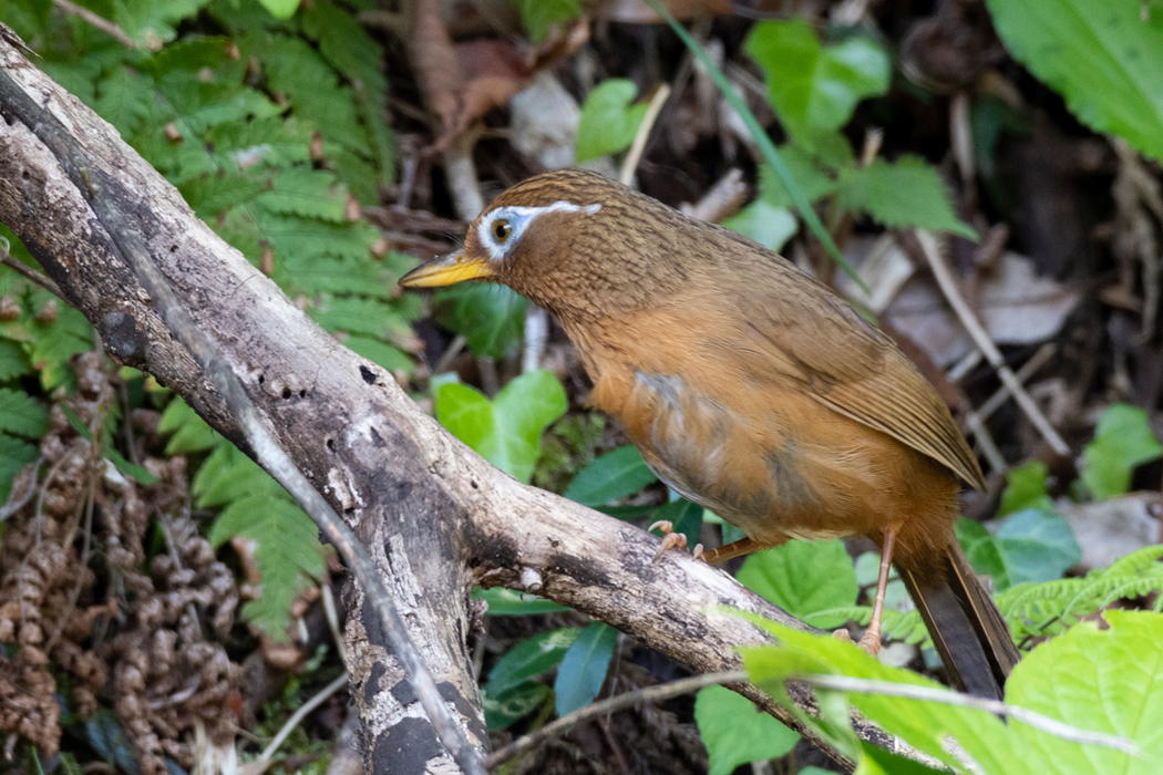 2021-05-03｜ガビチョウ>の観察記録
