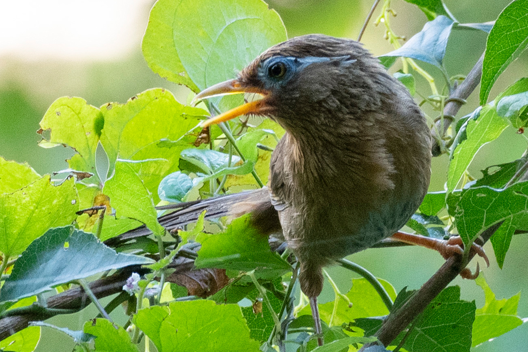 2021-09-23｜ガビチョウ>の観察記録
