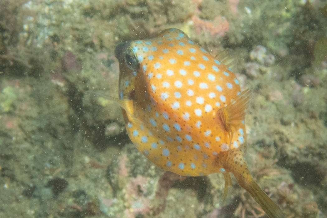 2022-06-25｜ハコフグ>の観察記録