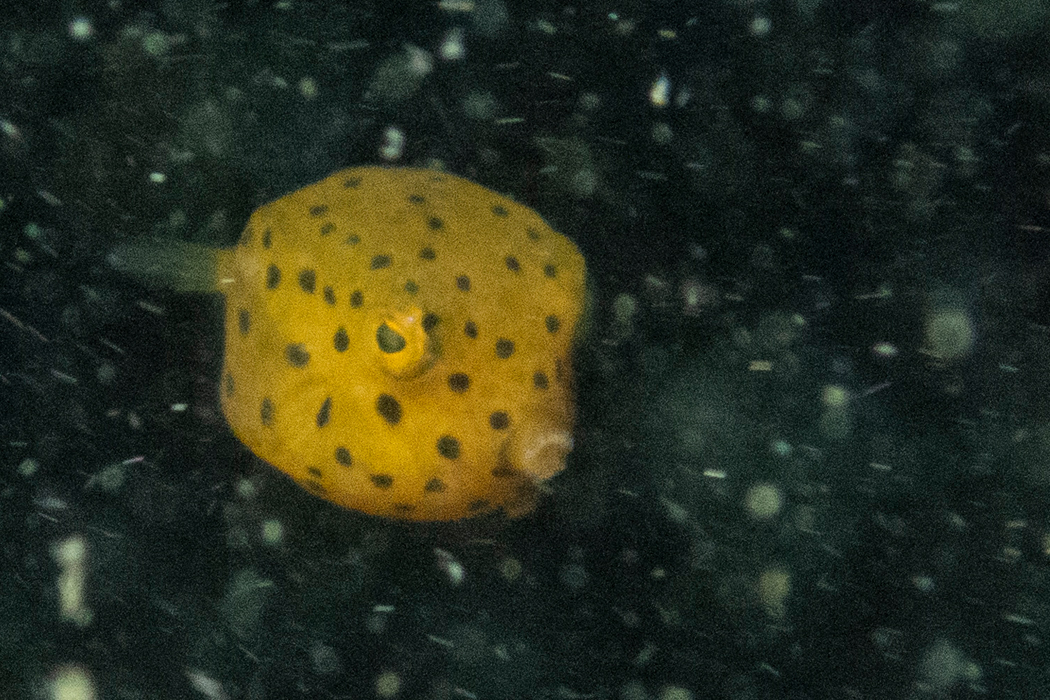 2022-07-10｜ハコフグ>の観察記録