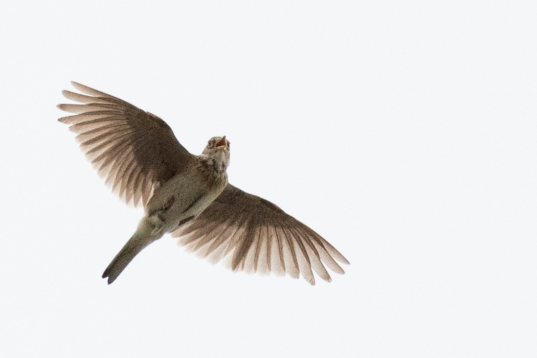 2021-06-05｜ヒバリ>の観察記録