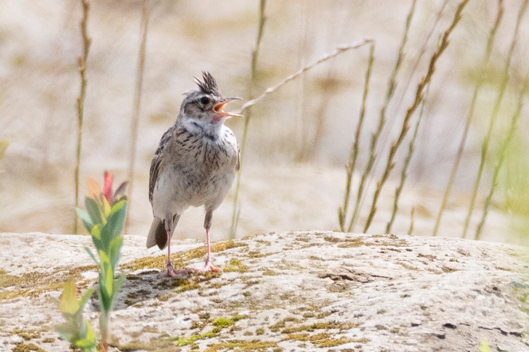 2021-06-20｜ヒバリ>の観察記録