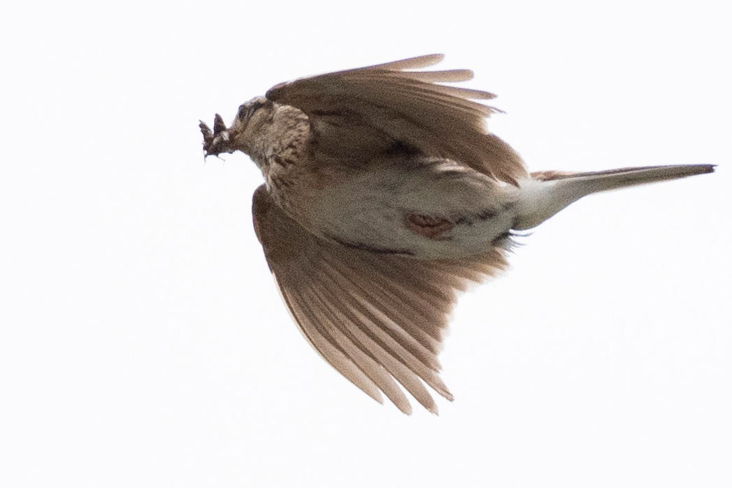 2021-06-20｜ヒバリ>の観察記録