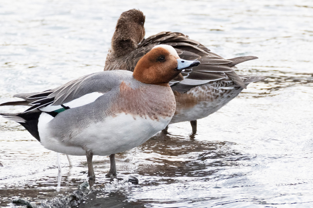 2022-01-30｜ヒドリガモ>の観察記録