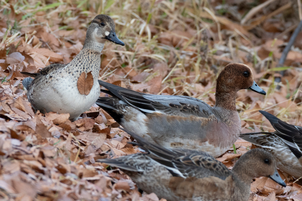 2022-12-11｜ヒドリガモ>の観察記録