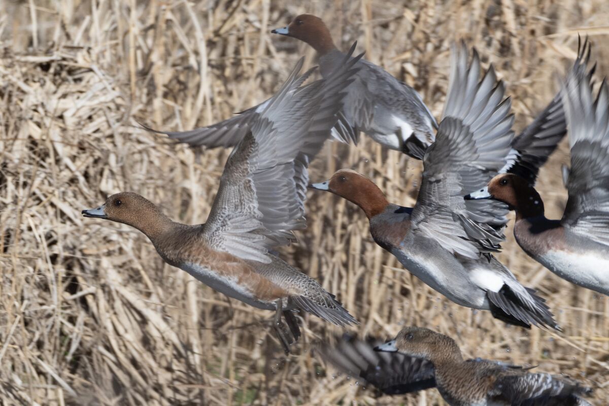 2025-01-04｜ヒドリガモ>の観察記録