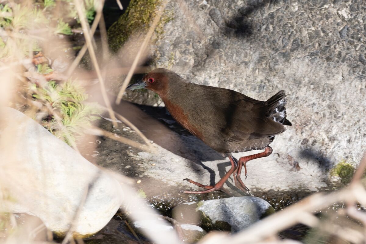 2025-01-04｜ヒクイナ>の観察記録