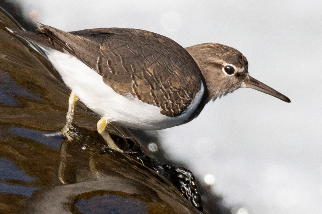 2021-11-06｜イソシギ>の観察記録