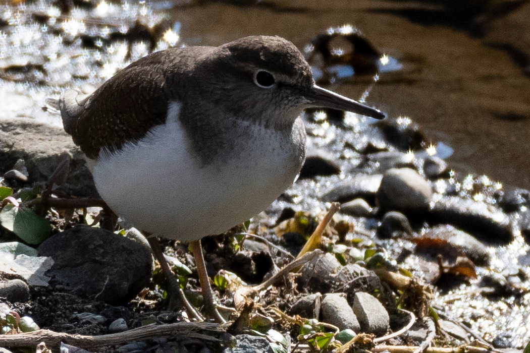 2022-01-22｜イソシギ>の観察記録