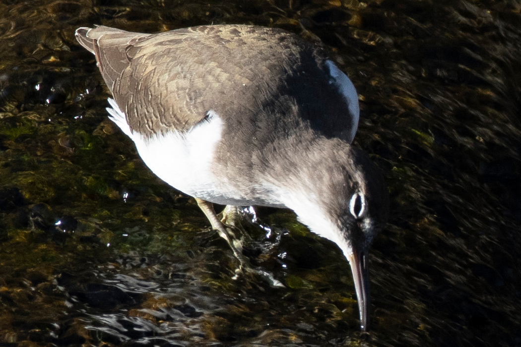 2022-11-03｜イソシギ>の観察記録