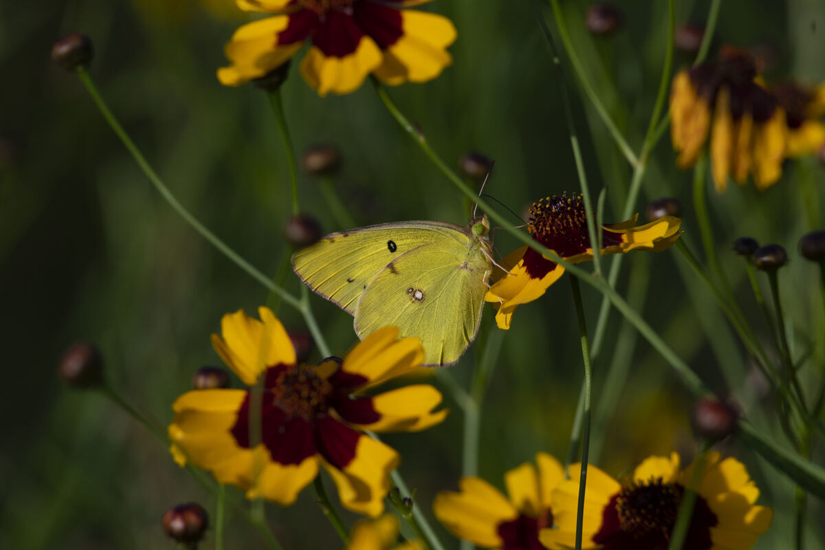 2025-06-15｜キタキチョウ>の観察記録