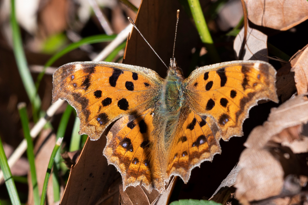 2021-12-11｜キタテハ>の観察記録