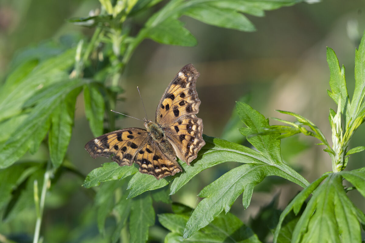 2025-06-15｜キタテハ>の観察記録
