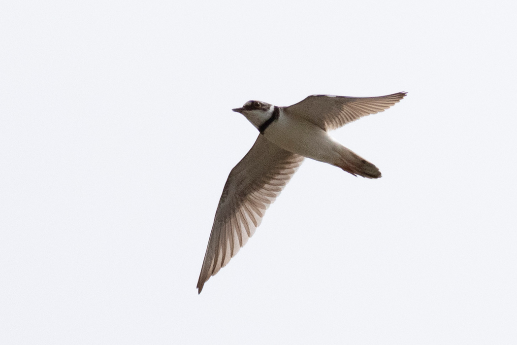 2021-06-20｜コチドリ>の観察記録