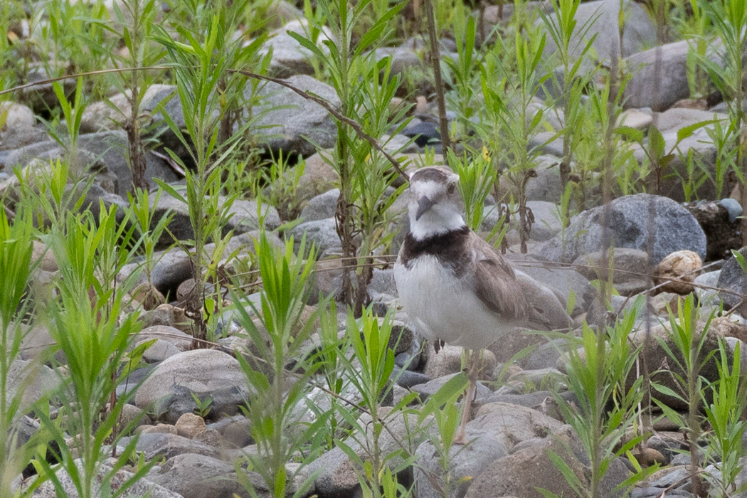 2021-07-11｜コチドリ>の観察記録