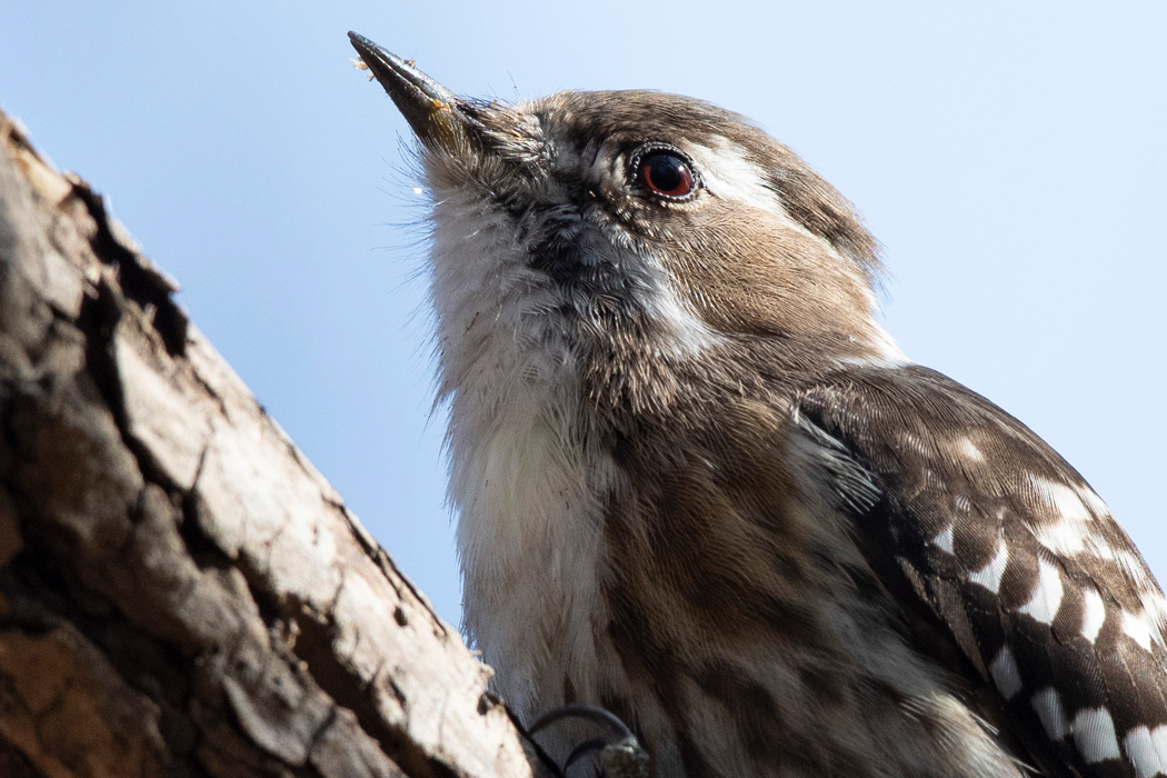2021-02-13｜コゲラ>の観察記録