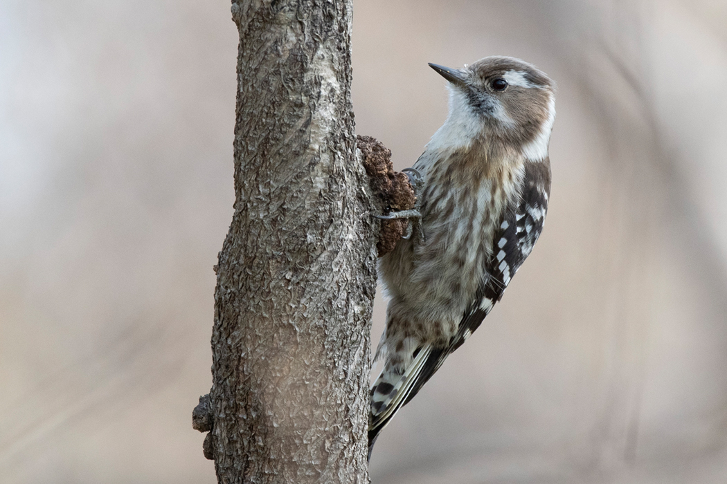 2021-03-27｜コゲラ>の観察記録