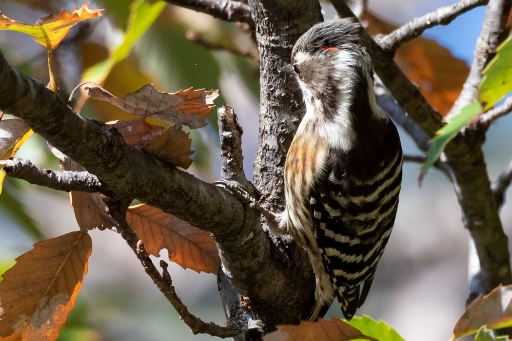 2021-11-06｜コゲラ>の観察記録