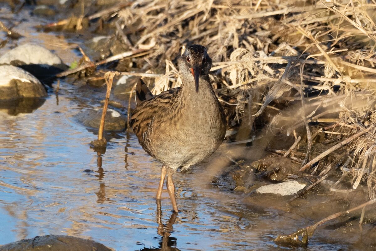 2025-01-04｜クイナ>の観察記録