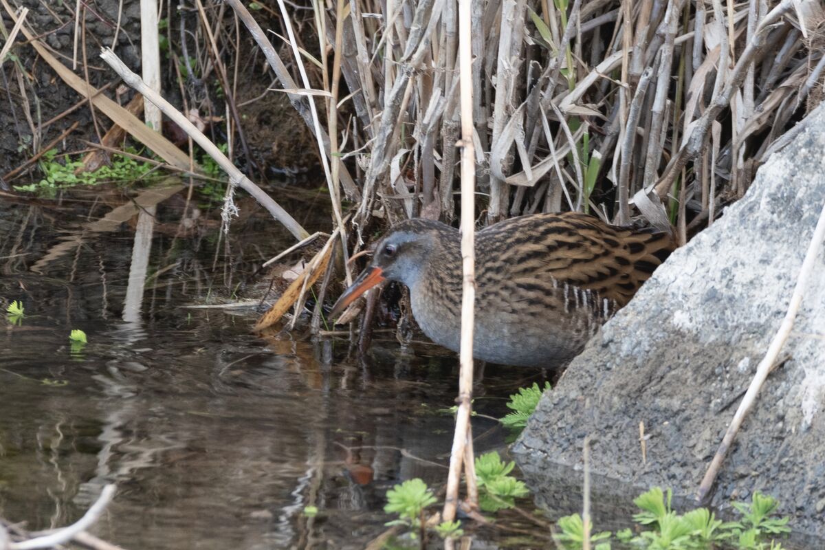 2025-01-07｜クイナ>の観察記録