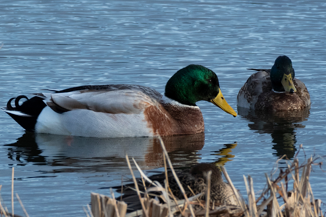 2022-12-11｜マガモ>の観察記録