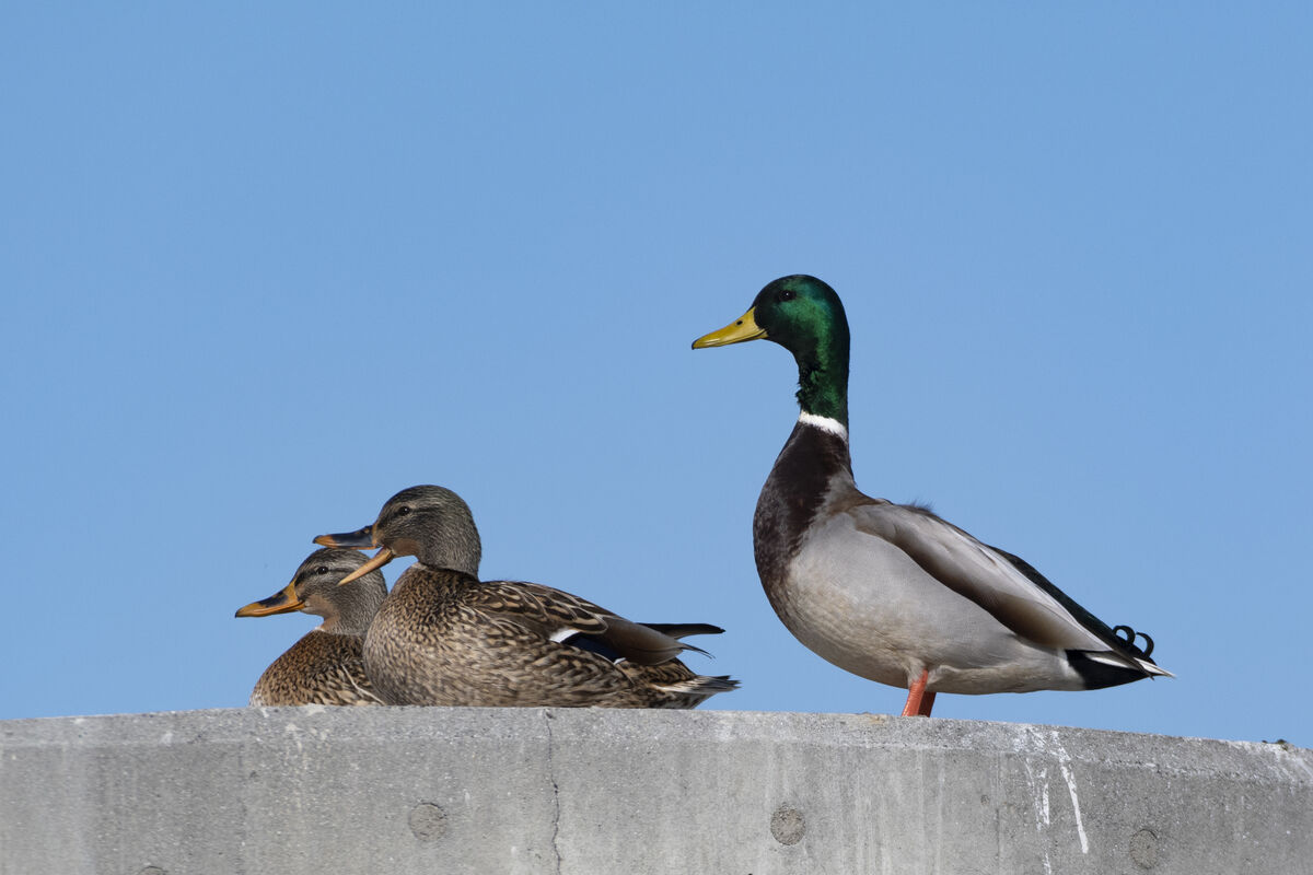 2024-12-31｜マガモ>の観察記録
