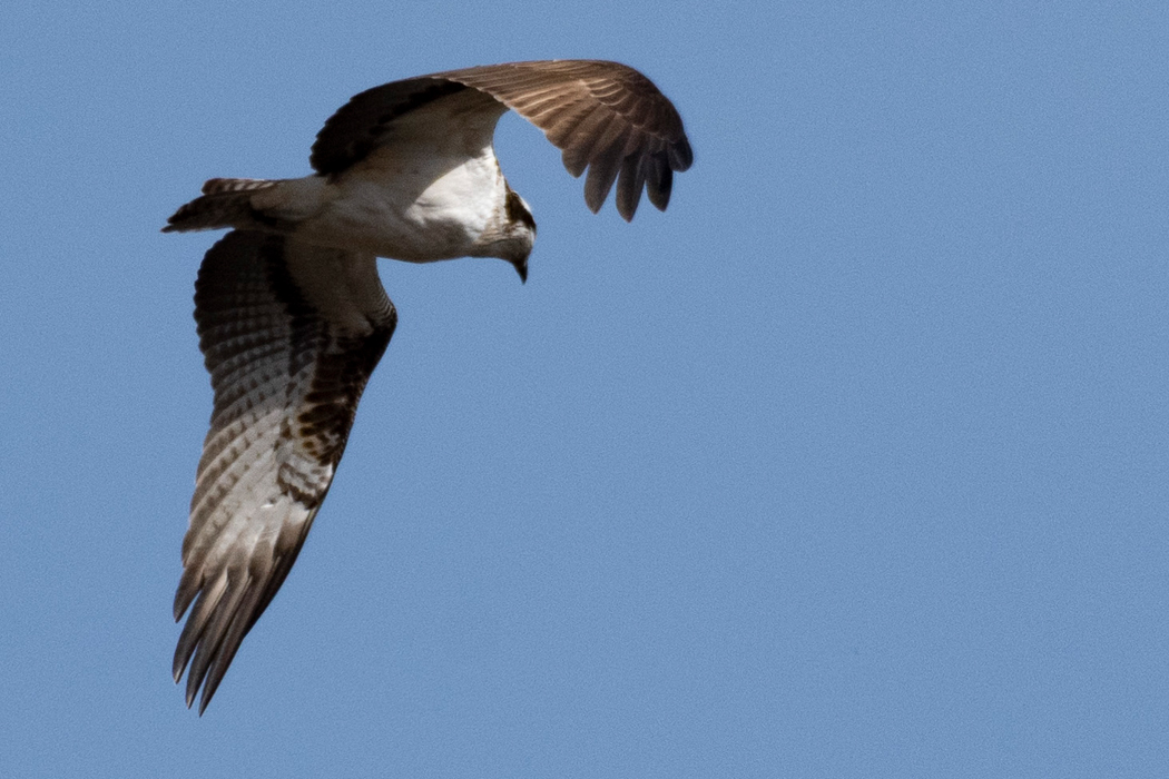 2022-02-12｜ミサゴ>の観察記録