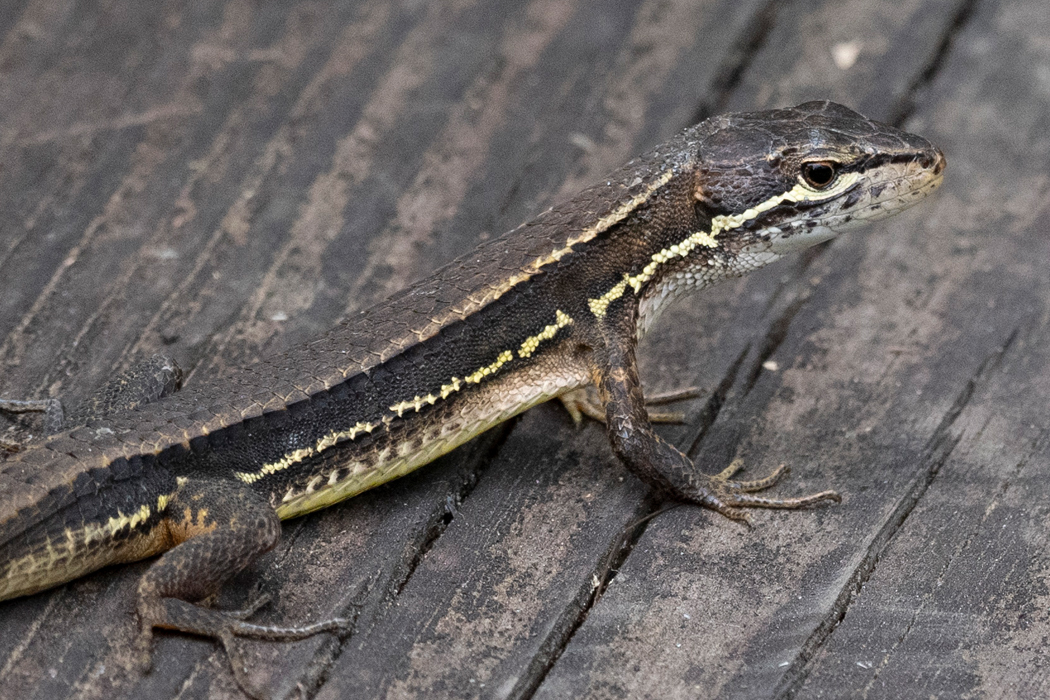 2021-06-13｜ニホンカナヘビ>の観察記録