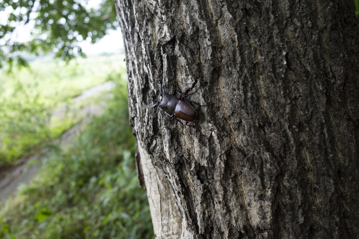 2025-07-12｜ノコギリクワガタ>の観察記録