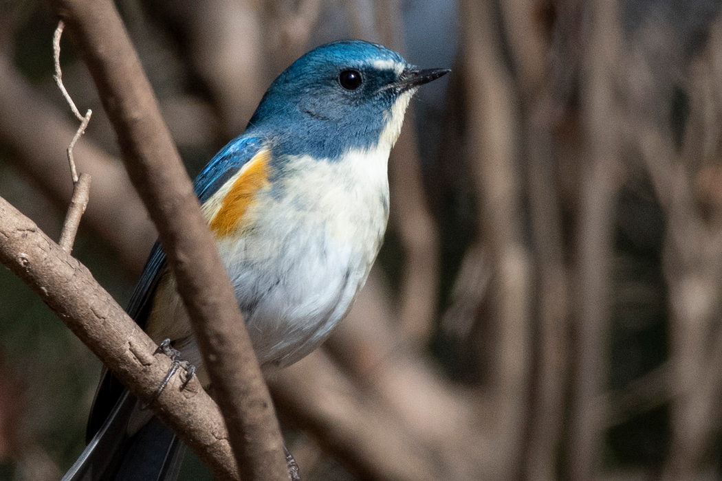 2021-02-13｜ルリビタキ>の観察記録