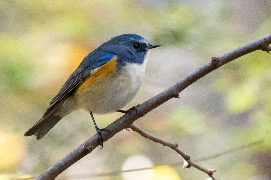 2021-11-28｜ルリビタキ>の観察記録