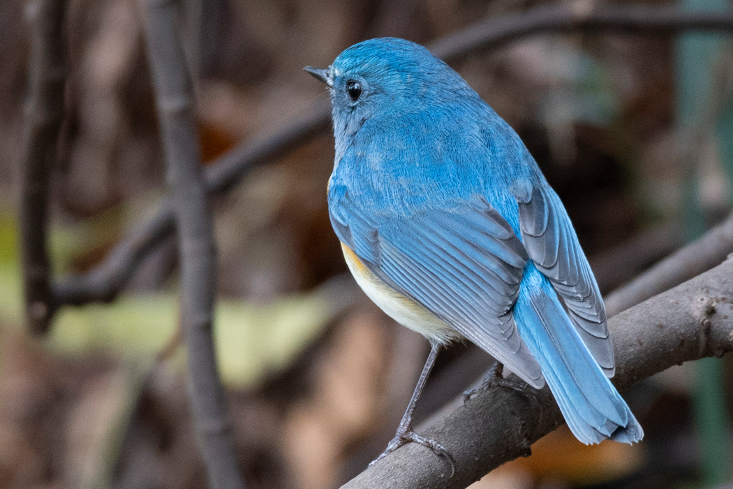 2021-12-05｜ルリビタキ>の観察記録