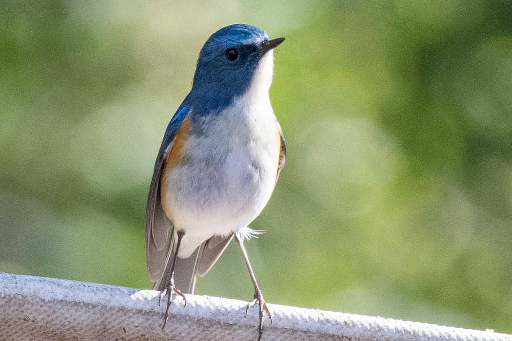 2022-01-03｜ルリビタキ>の観察記録