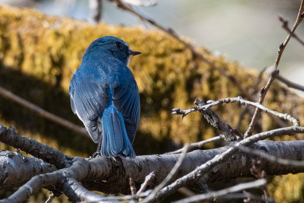 2022-01-04｜ルリビタキ>の観察記録