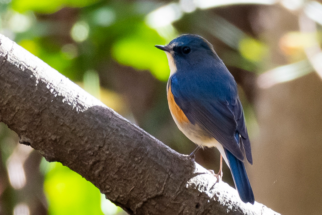 2022-12-04｜ルリビタキ>の観察記録