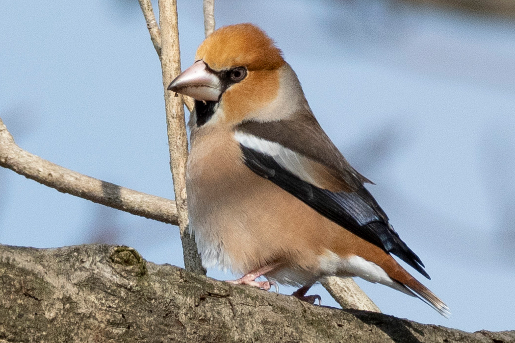 2022-02-11｜シメ>の観察記録