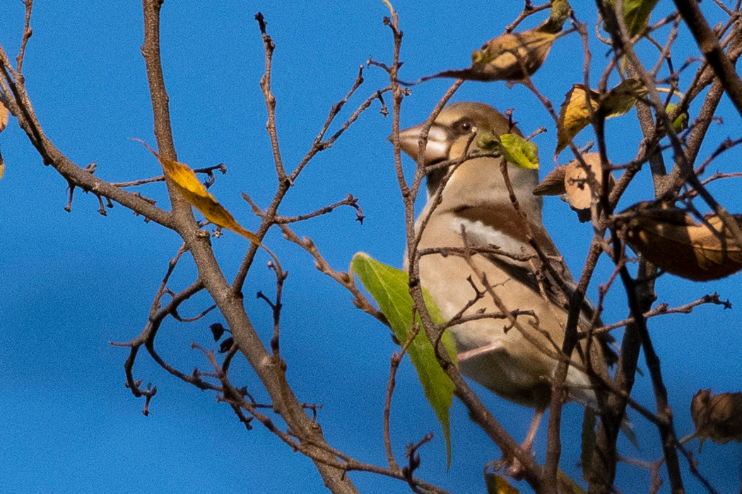 2023-11-03｜シメ>の観察記録