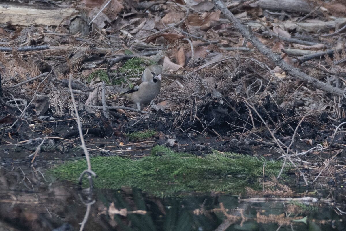 2024-01-28｜シメ>の観察記録