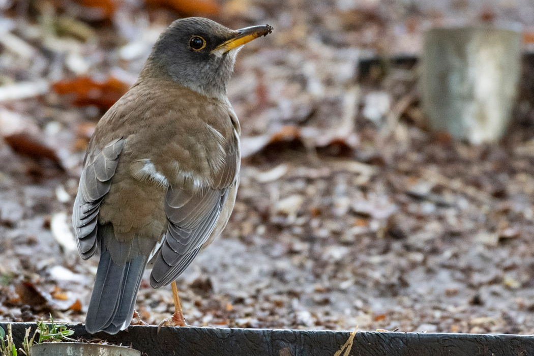 2022-03-20｜シロハラ>の観察記録