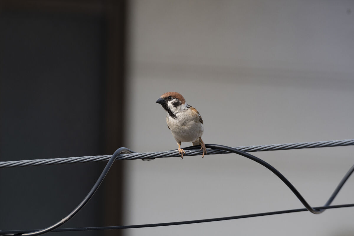 2025-04-19｜スズメ>の観察記録