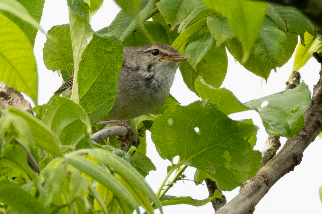 2021-05-23｜ウグイス>の観察記録