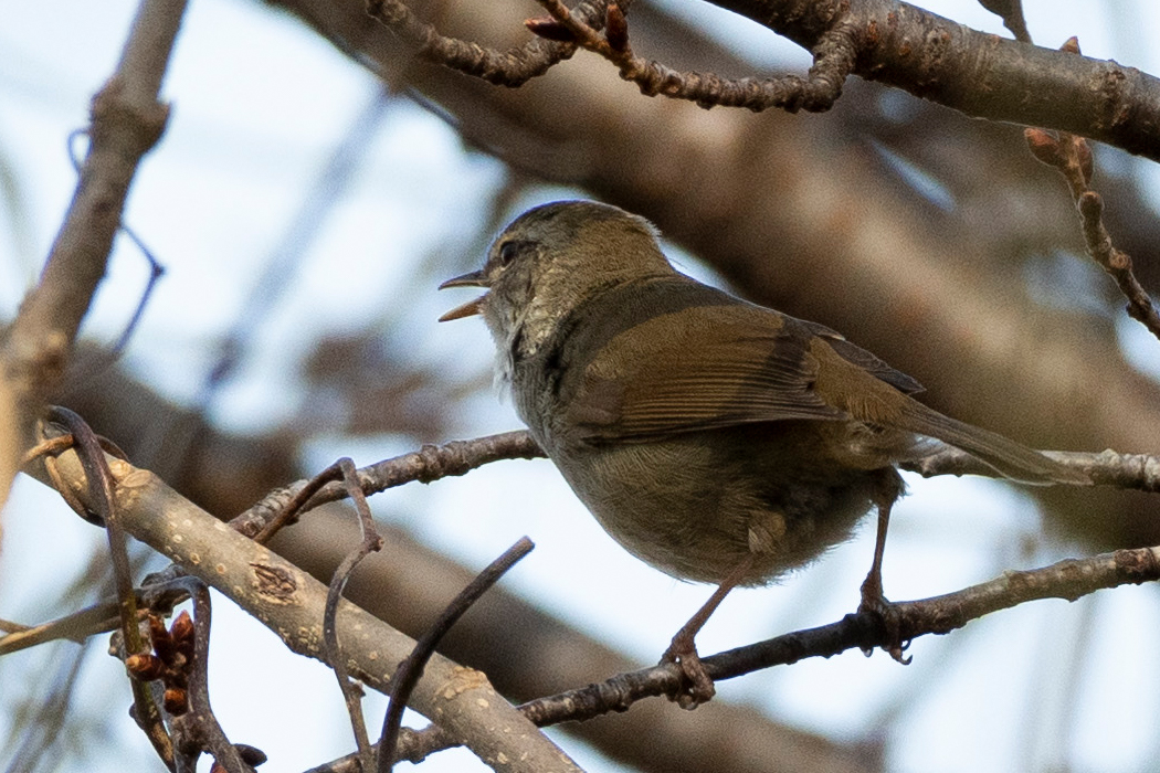 2022-03-20｜ウグイス>の観察記録