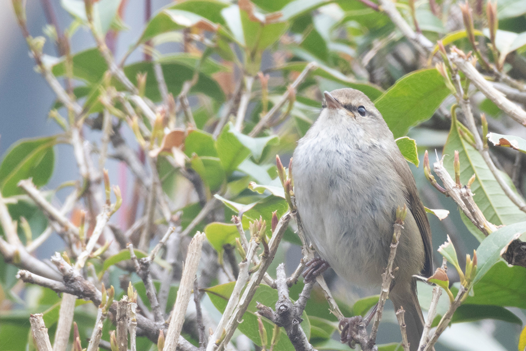 2022-04-17｜ウグイス>の観察記録