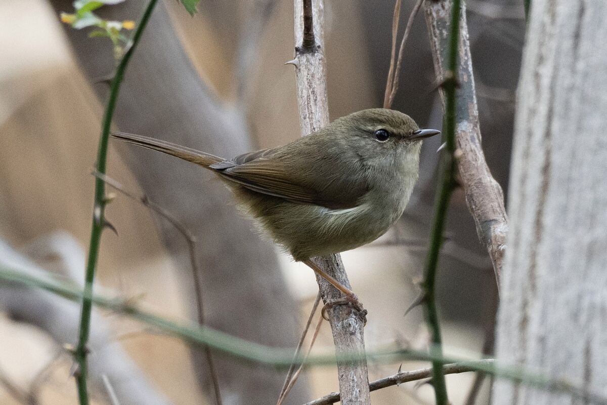 2024-01-28｜ウグイス>の観察記録