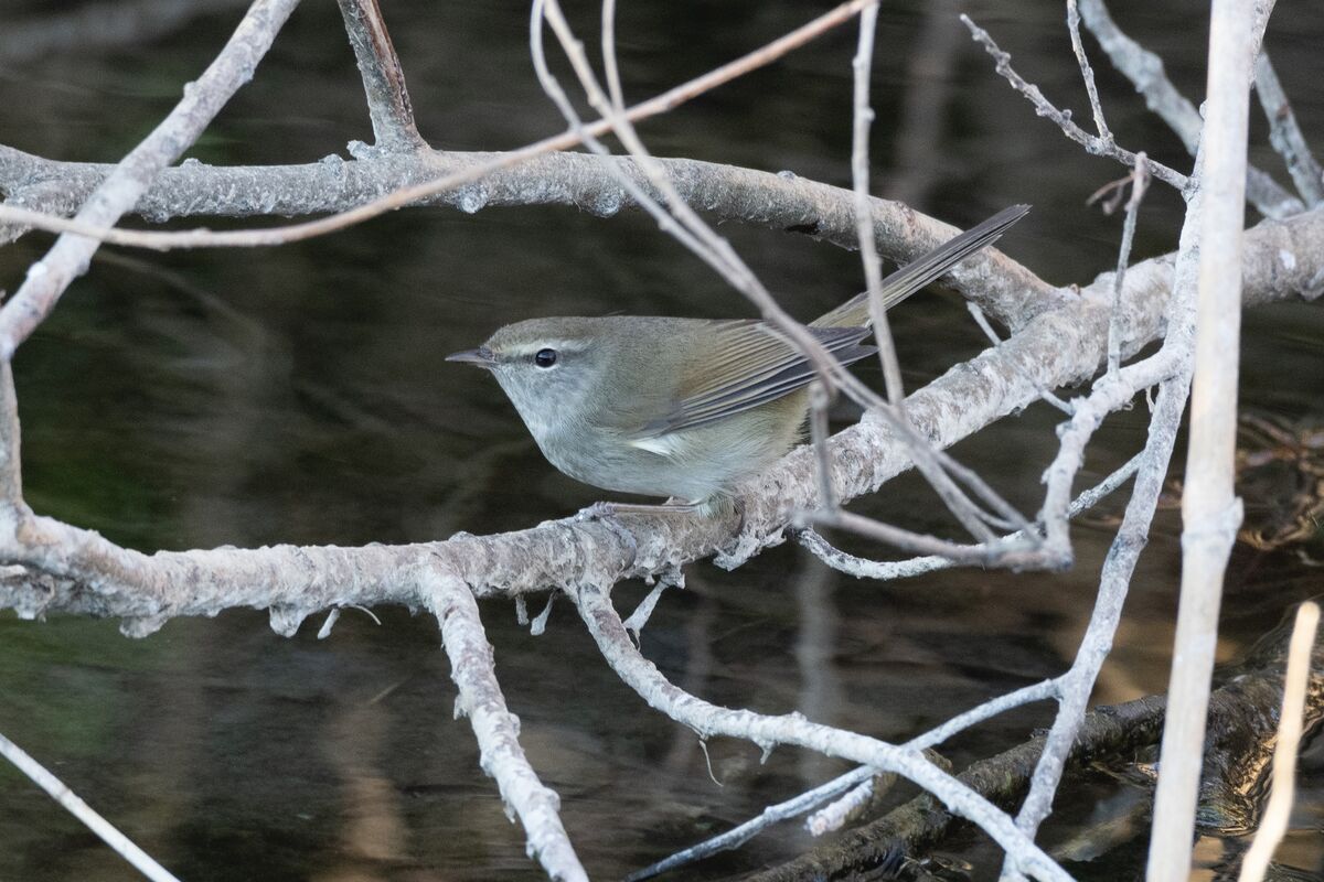 2025-01-04｜ウグイス>の観察記録