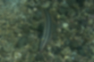 キュウセンの写真｜「海底で採餌していました。」